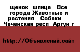 щенок  шпица - Все города Животные и растения » Собаки   . Чеченская респ.,Аргун г.